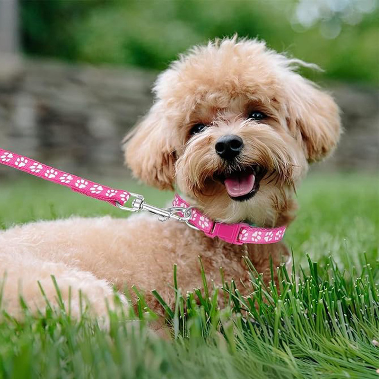Köpek Pati Baskılı Evcil Hayva - Headcollar Rope Set incelemesi ve fiyatı
